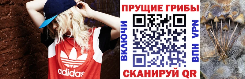 Псилоцибиновые грибы Psilocybine cubensis Купить Новопавловск